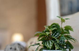 Wisteria Apartments - Foto 16