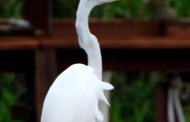 The Lake House on Lake Rosalie - Foto 35