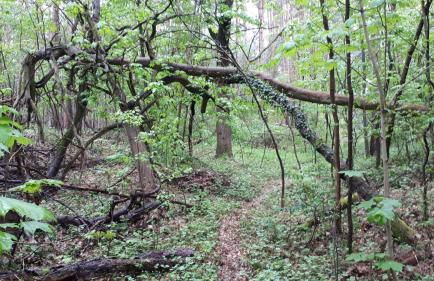 Waldhaus Wiesengrund - Foto 13