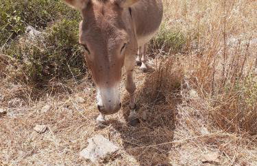 De Vita Beata Agriturismo - Photo 27