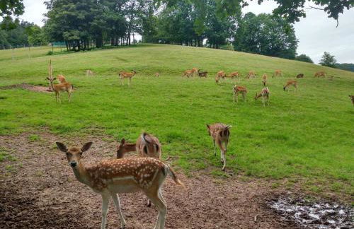 Natur und Panorama am Highwalk Wildgehege Wanderwege und Ruhe - Photo 25