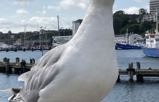 Holiday House Beach Rider - Foto 21