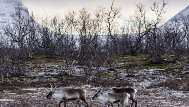 Uma família de alces