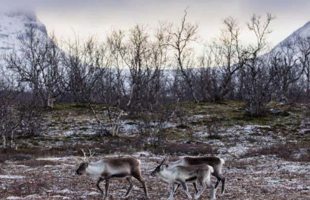 Trekking al Parco Nazionale di Abisko - Foto 2