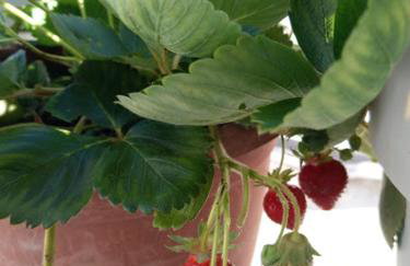 Apartment Rippl - Foto 7