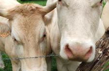 Romantic Room - Studio Jardin - Proche Disneyland Paris - Foto 17