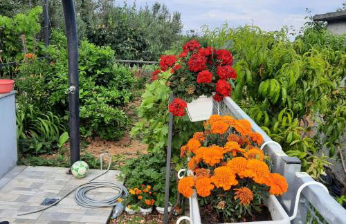 Studio apartman Mare - Foto 9