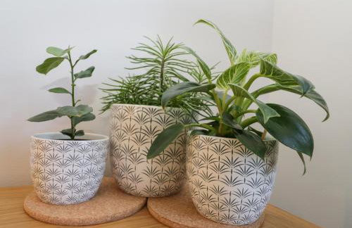 Dabbling Ducks - Foto 11