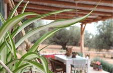 La Cuadra de Finca Don Carmelo - Foto 5