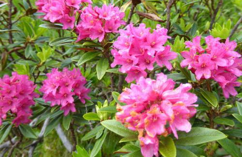 Ferienwohnung Am Kräutergarten - mit Pool, Sauna und Garage - Foto 36