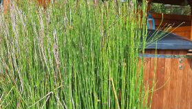 Miętowy Anioł - Foto 4