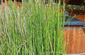 Miętowy Anioł - Foto 4