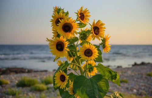 Calme Suites Mani - Foto 122