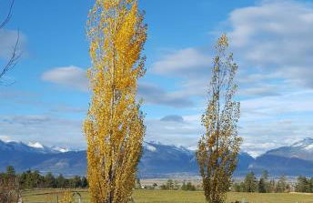 Peaceful Vacation Getaway, Private Yard, Hot Tub, 360 Views, Cozy Cottage in the heart of the Bitterroot Valley, Sage Cottage 406 - Foto 23