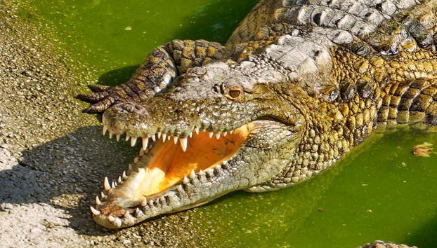 Crocodile Park - Foto 5