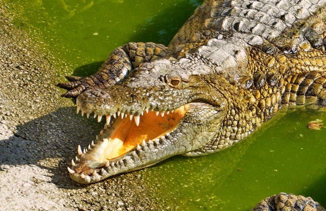 Billet pour le Crocodile Park - Photo 5