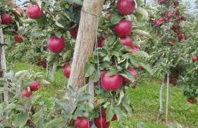 Ferienwohnung Bodensee Fisch - Foto 32