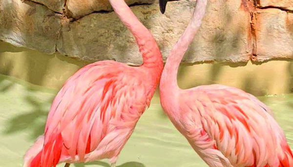 Marineland Mallorca - Foto 3