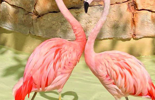 Marineland Maiorca - Foto 3