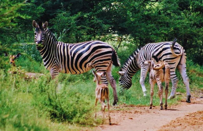 Buyskop Lodge - Foto 26