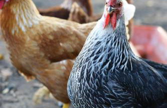 Ferienhof Schulz - Foto 21