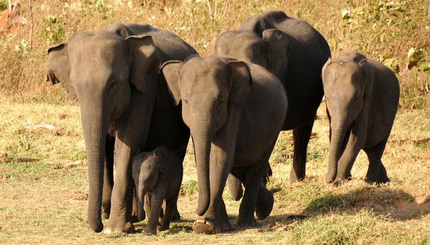 Parc National d'Udawalawe - Photo 3