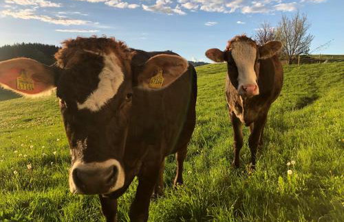 Ferienbauernhof Köpf - Foto 17
