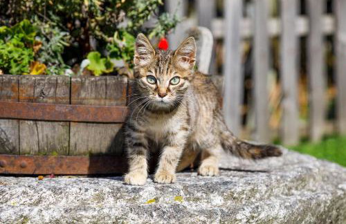 Gattererhof - Foto 30