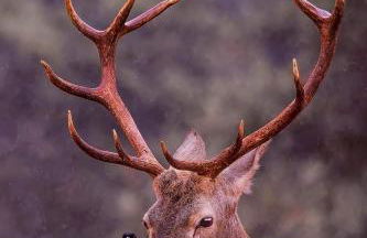 Alojamiento el camarín - Foto 39