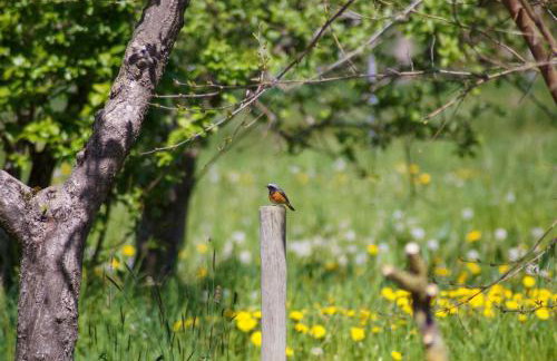 Ferien unnern Appelboom (80m2 Wohnung mit großem Garten) - Foto 35