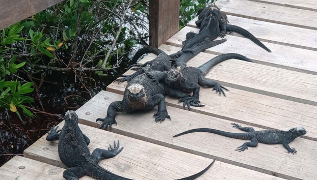 7-Day Tour of Isabela, Santa Cruz, & San Cristóbal Islands - Foto 2