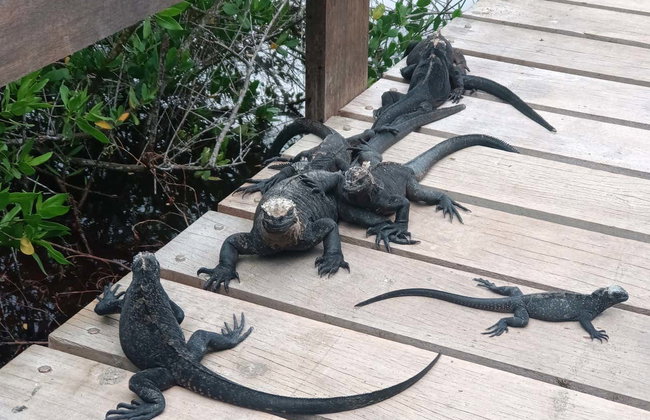 Tour de 7 días por las islas Isabela, Santa Cruz y San Cristóbal - Foto 3