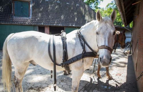 Ferienhof Heins - Foto 36