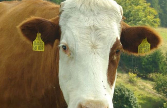 Holiday Apartment Schupp - Foto 21