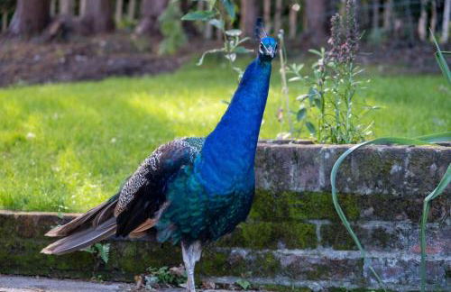 Furzedown Farm House - Foto 20