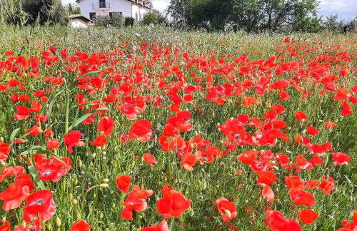 Da Nella Dimora di Campagna - Maison à Porter - Foto 61