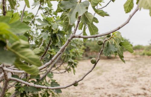 Minas Farm Cottage - Photo 27