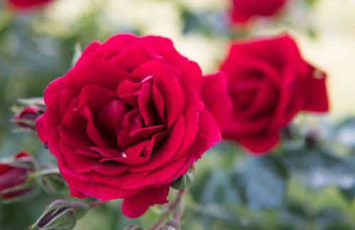 Michalos Apartments - Foto 17