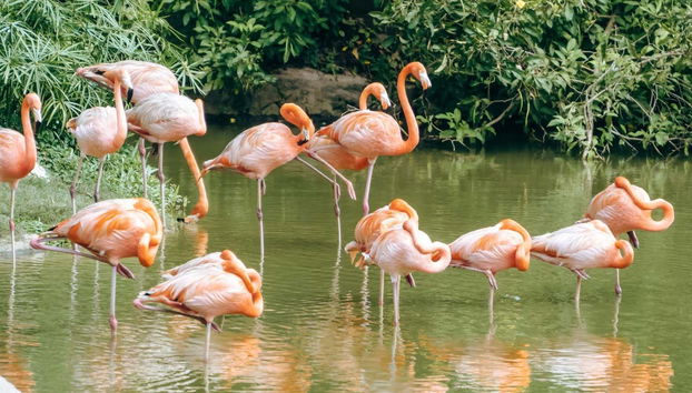 Billet pour les Flamingo Gardens