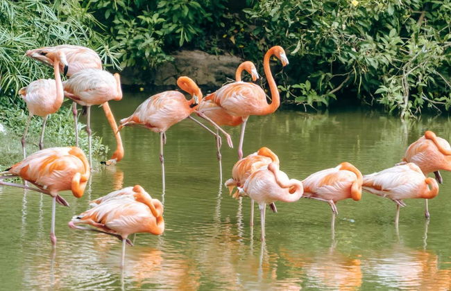 Billet pour les Flamingo Gardens - Photo 4