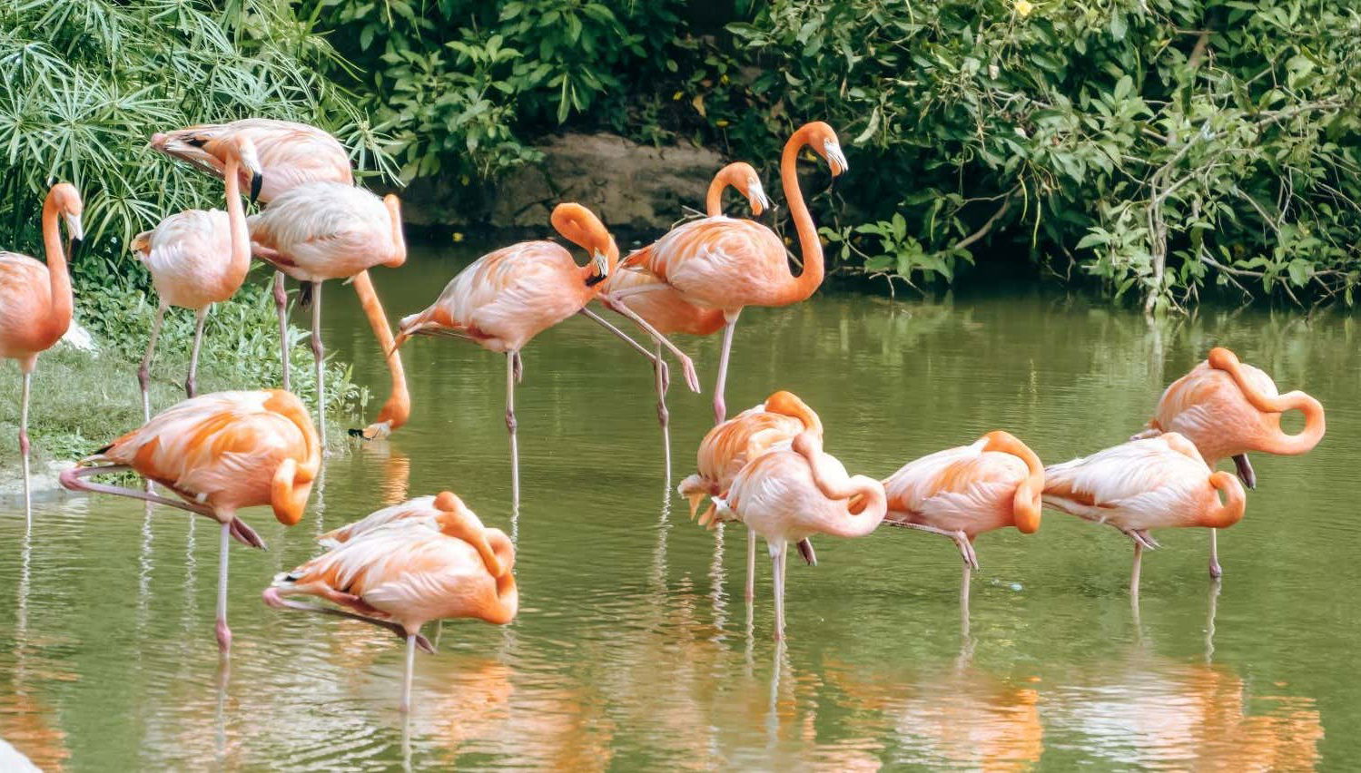 Flamingo Gardens Tickets