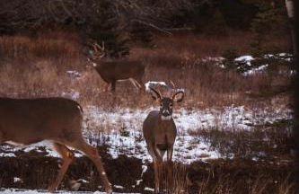 Rangeley Lake House, lake access, Saddleback 15min - Foto 42