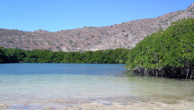 Mangroves and Beaches Tour - Photo 4