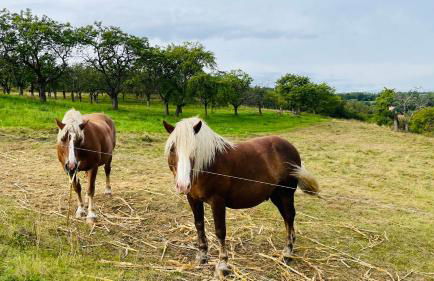 Ferienwohnung Weitsicht - Foto 26