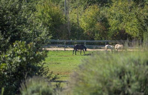 Villa zu den Drei Eichen-Barat - Foto 31