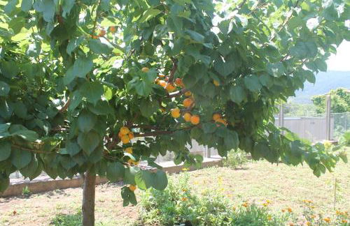 El racó del Puig - Foto 40