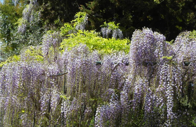 Azienda Agrituristica Le Betulle - Foto 40