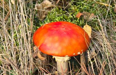 Exklusive Ferienwohnung Bad Salzschlirf - direkt am Waldrand - großer Garten kompett umzäunt - Hunde willkommen - 2 private Stellplätze - Foto 69