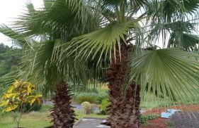 Acomodação do Viveiro Bela Flor - Photo 9