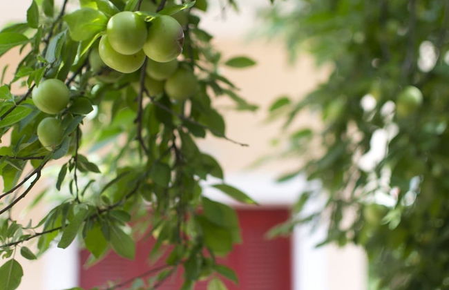 Flower Pot Complex - Foto 46